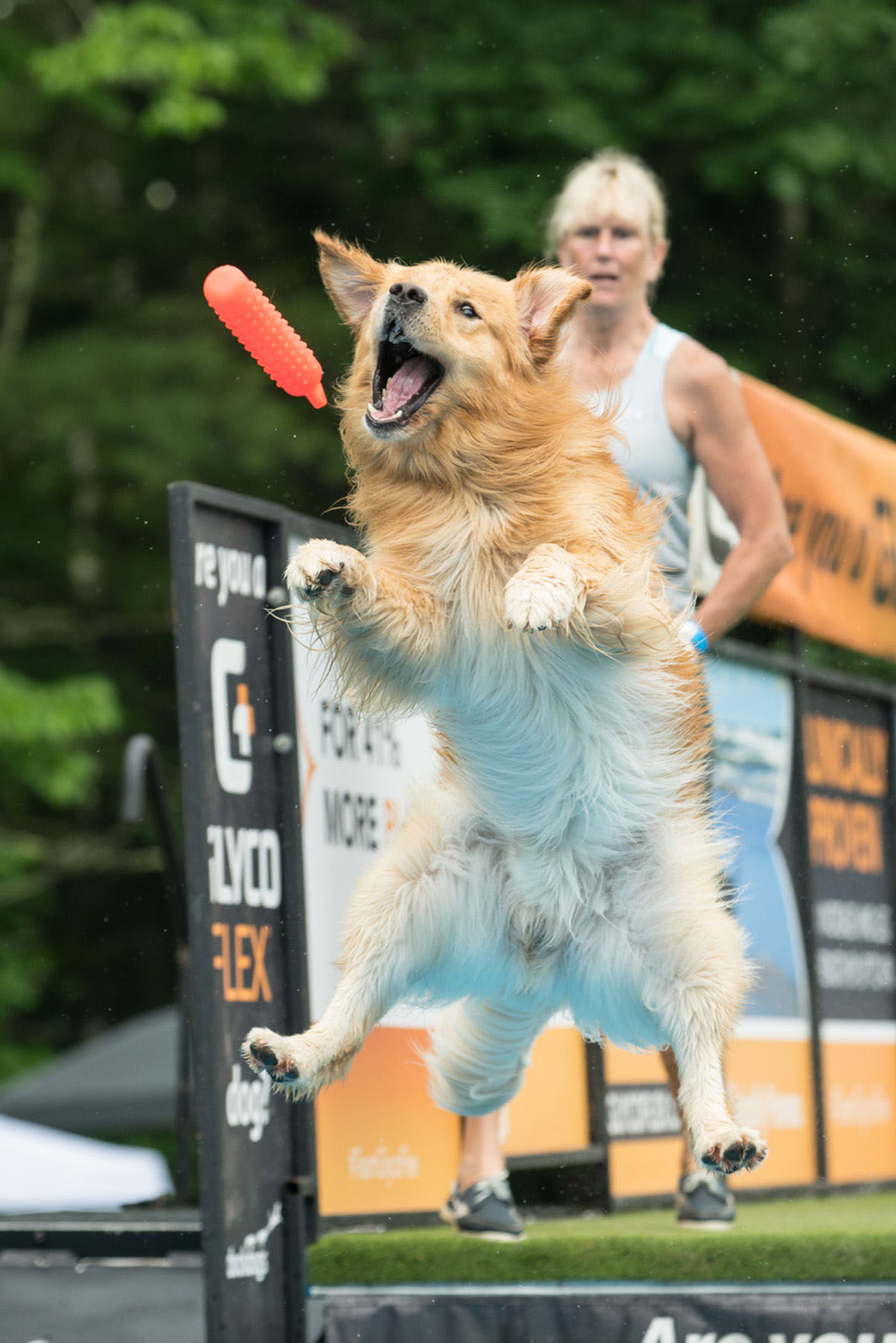 Jumping dog